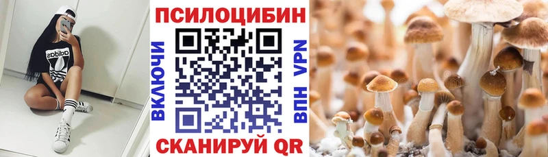наркотики  Камбарка  Галлюциногенные грибы Psilocybine cubensis 